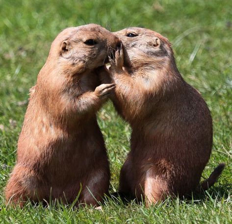 Then she woke up and guess who was beside her... Cute Animals Kissing, Animals Kissing, Bizarre Facts, Prairie Dog, Super Cute Animals, Pictures Of The Week, Cute Animal Photos, Happy Animals, Sweet Animals