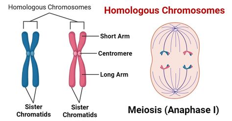 Chromosomes are essential components of the genetic material located in the nucleus of cells. They are thread-like structures that consist of DNA and proteins. Homologous chromosomes, also known as homologs, are ... Read more The post Homologous Chromosomes: Characteristics, Significances appeared first on Microbe Notes. Homologous Chromosomes, Chromosome Structure, Genetic Inheritance, Dna Replication, Genetic Variation, Cell Cycle, Cell Division, Biology Notes, Genetic Disorders