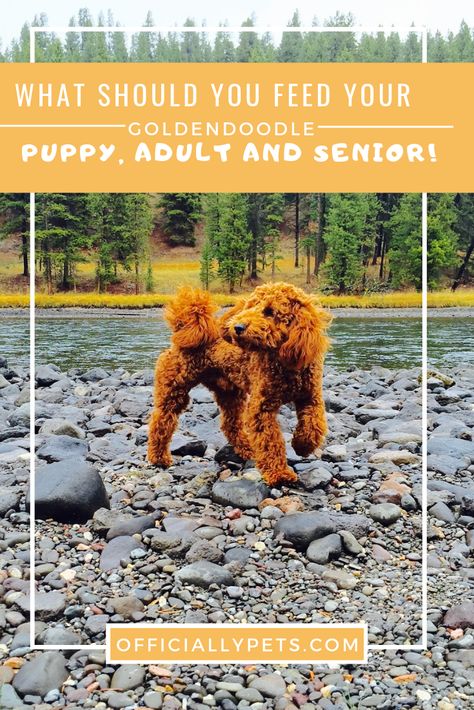 Best Dog Food for Goldendoodles - Puppy, Adult & Senior Options! | Not sure which dog food is best for your Goldendoodle? Check out our favourite dog food options for puppies, adults and seniors! Goldendoodle Diet, Best Dog Food For Goldendoodles, Senior Dog Food Recipes, Dog Mommy, Pet Tips, Dog Health Tips, Dog Diet, Dog Health Care, Goldendoodle Puppy