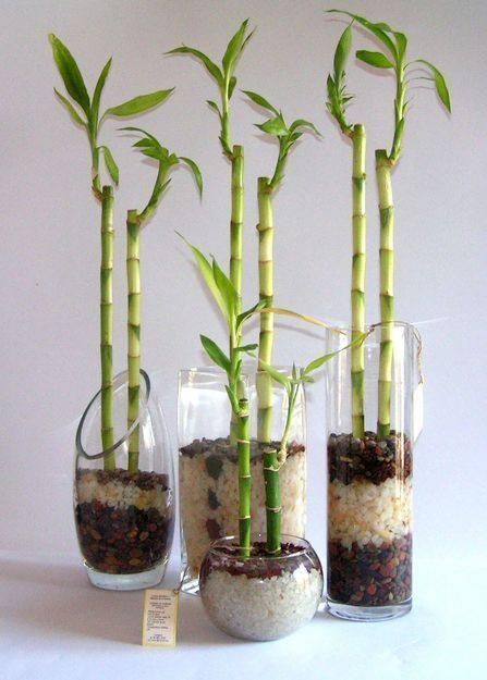 Decorar el baño con plantas: 7 ideas para que añadas un poco de verde Bamboo House Plant, Indoor Bamboo, Tanaman Air, Lucky Bamboo Plants, نباتات منزلية, Bamboo Decor, Bamboo House, Yoga Space, Bamboo Garden