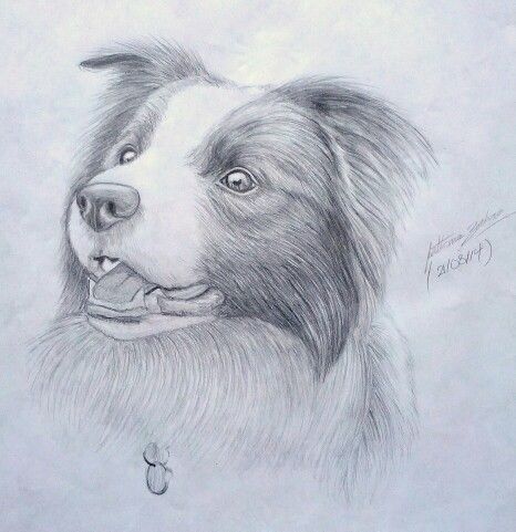 Border collie drawing by Fathema Zahra Border Collie Drawing Pencil, Australian Shepherd Drawing Easy, Border Collie Drawing, Simple Pencil Drawings, Border Collie And Australian Shepherd, Collie Drawing, Dog Doodles, Animals Sketch, Draw Dogs