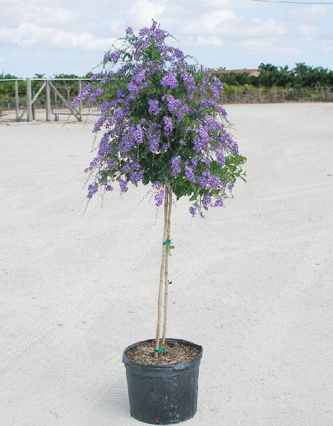 Duranta "patio tree" Duranta Tree, Jacaranda Mimosifolia, Tree With Flowers, Outdoor Fall Decor Ideas, Patio Trees, Florida Plants, Jacaranda Tree, Gardens Ideas, Lilac Bushes