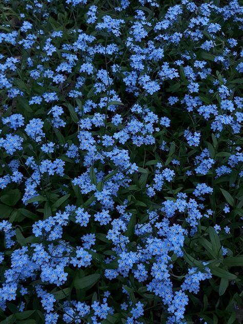 Forget Me Not Flower Wallpaper, Blue Plant Aesthetic, Forget Me Not Flowers Aesthetic, Forget Me Nots Flowers, Forget Me Not Flowers, Nothing But Flowers, Flowers Blue, Flower Therapy, Pretty Plants