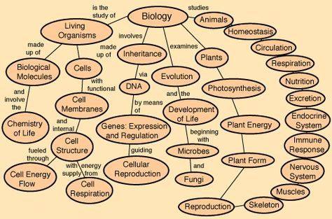 This is a beginning list of some topics in biology. Biology Teaching, Biology Diagrams, Tuition Centre, Writing Instruction, Biology Lessons, Concept Map, Homeschool Help, School Help, Homeschool Science