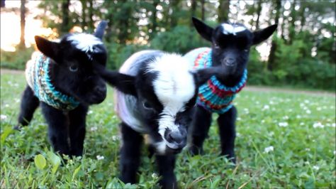 Baby Goats In Sweaters, Goats In Sweaters, Pygmy Goat, Cute Goats, Baby Goats, Animal Friends, Cuteness Overload, Animals Friends, Beautiful Creatures