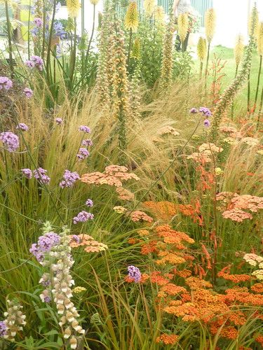 P1040185 | Todd's Botanics | Flickr Naturalistic Planting Design, Naturalistic Garden, Prairie Garden, Meadow Garden, Garden Design Plans, Native Garden, Natural Garden, Flower Bed, Courtyard Garden