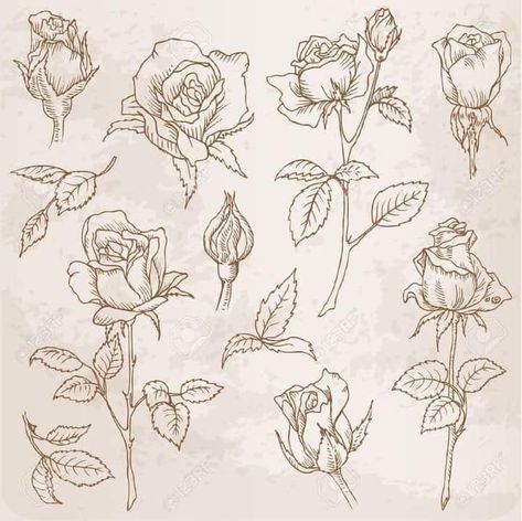 Rose Bud Tattoo, Drawn Roses, 16 Tattoo, Sketches Ideas, Flower Drawing Tutorials, Flowers Illustration, Free Hand Drawing, Rose Tattoo Design, Rose Images