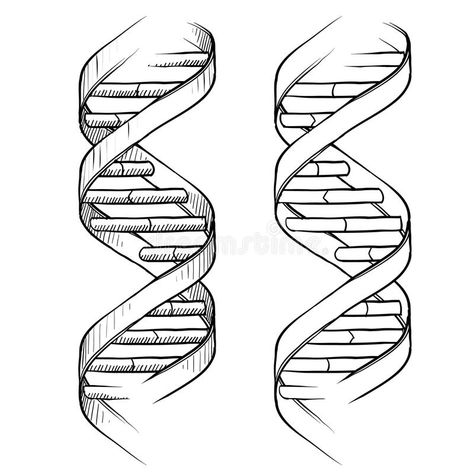 DNA Double helix drawing. Doodle style genetic DNA triple helix illustration in , #AFFILIATE, #Doodle, #style, #genetic, #drawing, #DNA #ad Double Helix Drawing, Helix Drawing, Science Tattoo Ideas, Dna Drawing, Dna Artwork, Chemistry Tattoo, Full Neck Tattoos, Dna Tree, Science Tattoo