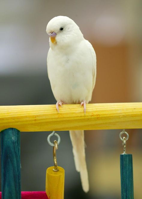 White Budgie, Pet Parakeet, Alexandrine Parrot, Budgies Parrot, Budgie Bird, Budgies Bird, Budgie Parakeet, Bird Barn, Bird Care