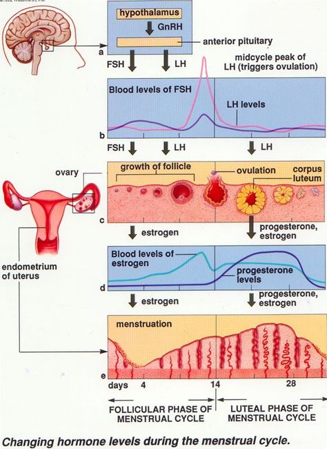 How to Study the Female Sexual Cycle in little TIME! Menstruation Cycle, Follicle Stimulating Hormone, Corpus Luteum, Female Reproductive System, Menstrual Health, Medical School Studying, Human Anatomy And Physiology, Obstetrics And Gynaecology, Endocrine System