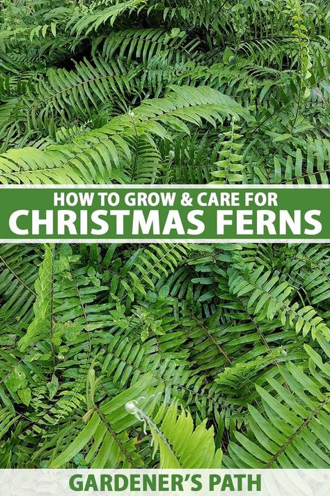 Christmas Fern, Ferns Garden, Potager Garden, Backyard Remodel, Fern Plant, Evergreen Plants, Cat Garden, Rain Garden, Native Garden