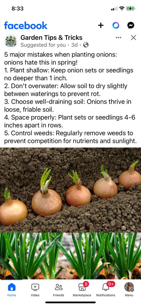 Planting Onions In The Fall, How To Plant Onions From Seeds, Plant Green Onions, Onion Growing, Grow Green Onions From Scraps, How To Grow Spring Onions From Scraps, Pregnant Onion Plant, Growing Onions, Planting Onions