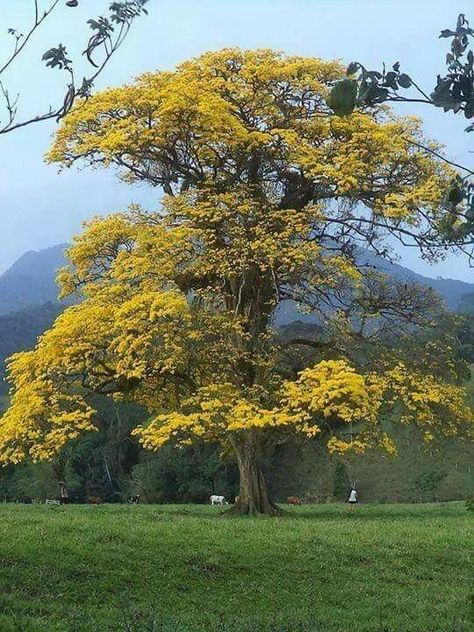 숲 사진, Mountain Landscape Photography, Tree Study, Old Trees, Unique Trees, Tree Photography, Nature Tree, Tree Forest, Photo Tree