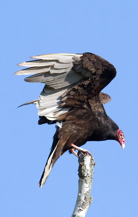 Turkey Vulture Tattoo, Turkey Vulture Drawing, Bearded Vulture Art, Vulture Skull, Marvel Vulture, Vulture Illustration, Vulture Tattoo, Vulture Bird, Breaded Vulture