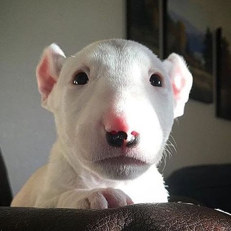 Mini Bull Terriers, Miniature Bull Terrier, Bull Terrier Puppy, English Bull Terriers, Cutest Animals, Silly Dogs, Bull Terriers, The Bull, Bull Terrier Dog