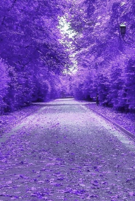 Sakura Aesthetic, Purple Stuff, Dark Purple Wallpaper, Purple Flowers Wallpaper, Shades Of Violet, Purple Vibe, Lavender Aesthetic, Dark Purple Aesthetic, Purple Trees