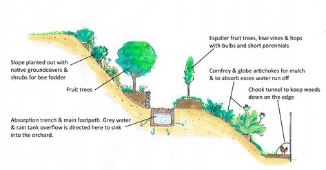 Planting on a slope! | Good Life Permaculture - RetroSuburbia Wild Plum Tree, Kiwi Vine, Plum Varieties, Espalier Fruit Trees, Orchard Design, Grey Water System, Orchard Garden, Permaculture Gardening, Garden Design Layout