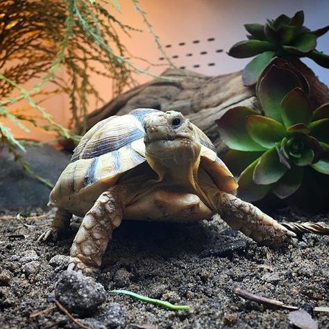 Egyptian Tortoise, Good Morning New Day, Good Morning New, Kawaii Turtle, Russian Tortoise, Cute Tortoise, Canada Photography, Garden State, Fantasy Art Landscapes