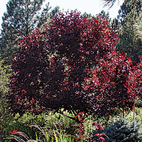 prunus virginiana | Prunus virginiana 'Schubert' ('Schubert' choke cherry) - Fine ... Prunus Virginiana, Chokecherry Tree, Cherry Plant, Gardening Zones, Light Pink Flowers, Fine Gardening, Red Tree, Woodland Garden, Ornamental Grasses