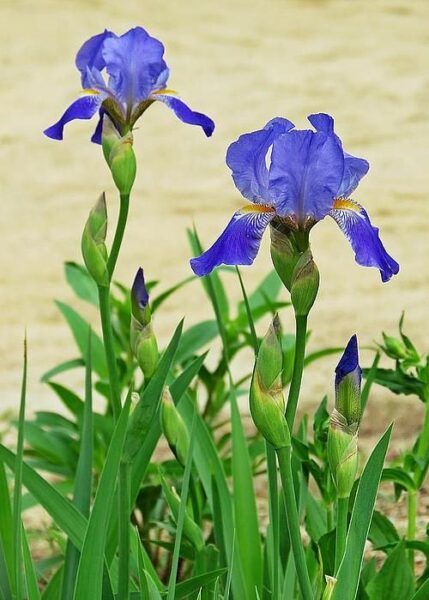 Isris flor de invierno 1 Iris Photography, Iris Painting, Iris Garden, Iris Flowers, Spring Blooms, Irises, Flower Field, Flower Photos, Flower Cards