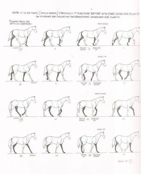 Weeks 1 and 2 – Quadruped – Walk and Run Cycle – Advanced Animation Skills Horse Walk Cycle, Walk Cycle Reference, Animal Animation, Walking Animation, Horse Animation, Walk Cycle, Animation Tips, Animal Movement, Run Cycle