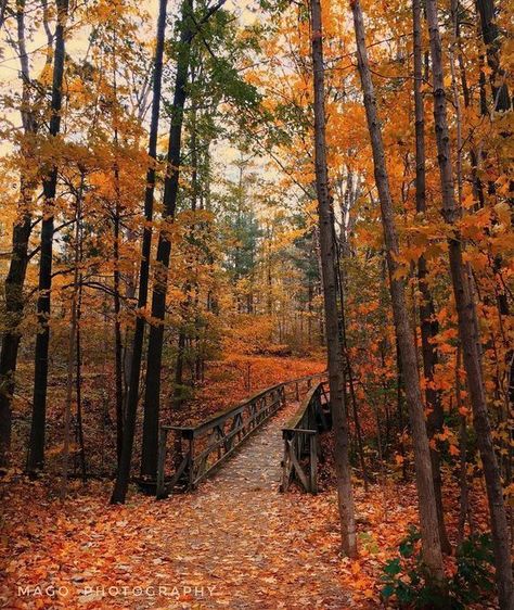 Fall Hikes, Manitoulin Island, Ontario Travel, Autumn Magic, Fall Hiking, Autumn Scenery, Fall Travel, Fall Pictures, Autumn Activities