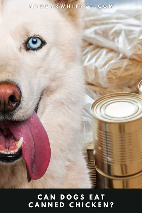 A dog with its tongue out and canned food in the background Canned Chicken Dog Food Recipes, Food Dogs Can Have, List Of What Dogs Can And Cant Eat, Things Dogs Can And Can’t Eat, What Dogs Can And Can’t Eat, Medicine Dogs Can Take, Chicken Dog Food Recipes, Foods Dogs Can Eat, Can Chicken Recipes