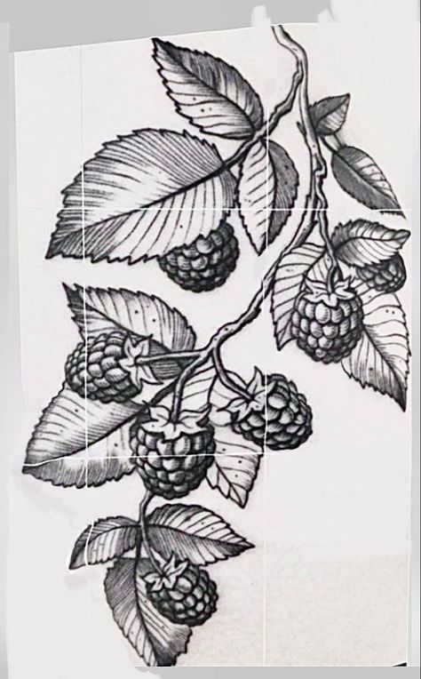 Blackberry Reference, Blackberry Drawing, Blackberry Art, Blackberry Branch, Blackberry Tattoo, Bush Drawing, Woodcut Tattoo, American Traditional Tattoo Ideas, Traditional Tattoo Ideas