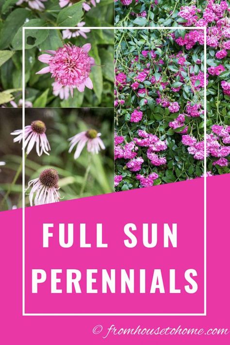 Full Sun Perennials Low Maintenance, Low Maintenance Perennials, Perennials Low Maintenance, Full Sun Garden, Blooming Perennials, Full Sun Perennials, Easy Plants To Grow, Garden Border, Full Sun Plants