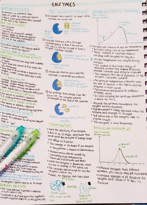 A4 Notes Ideas Enzymes Biology Notes Aesthetic, Enzymology Notes, Enzymes Biology Notes, Enzymes Notes, Dna Notes, Enzymes Biology, Cell Model Project, School Revision, Notes Biology