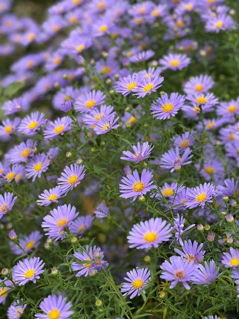 Asters Flower, Aster Plant, Garden Flowers Perennials, Pineapple Wallpaper, Aster Flower, Perennial Flowers, Best Perennials, Tiny Plants, Flowers Perennials