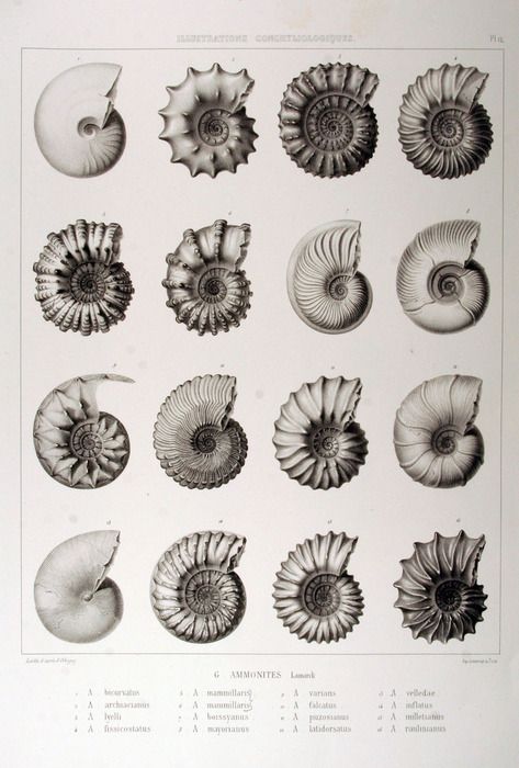 ammonites (fossils) - loved collecting fossils like these as a child with my dad on family holidays by the sea Scientific Illustration, Arte Inspo, Nautilus, Botanical Illustration, Natural History, My Dad, Sea Creatures, Geology, Design Interior