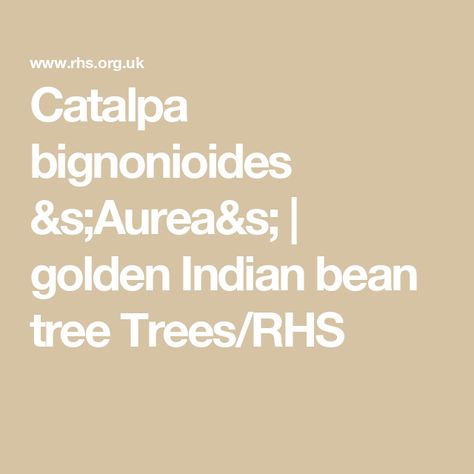 Catalpa bignonioides &s;Aurea&s; | golden Indian bean tree Trees/RHS Catalpa Bignonioides, Hampton Court Palace Gardens, Palace Garden, Hampton Court Palace, Garden Types, Clay Soil, Plant Health, Chelsea Flower, Chelsea Flower Show