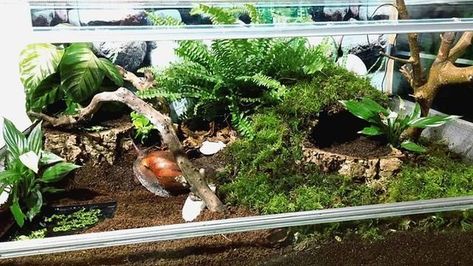 Pet Snail Terrarium, Box Turtle Habitat, African Land Snail, African Snail, Giant African Land Snails, Snail Tank, Water Terrarium, Giant Snail, Land Snail