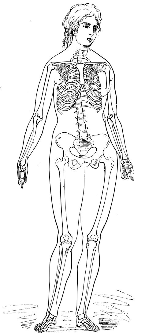 Haultain and Ferguson - female skeleton - Search results for "human skeleton" - Wikimedia Commons Women Skeleton Drawing, Female Skeleton Art, Human Skeleton Female, Half Skeleton Half Human, Female Skeletal Anatomy, Bone Study, Human Skeleton Labeled, Human Body Bones, Wl Motivation