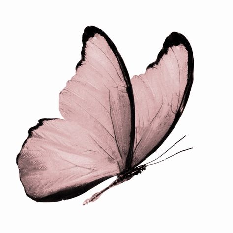 Butterfly Art Painting, Davao, The Way Back, App Icon Design, Foto Inspiration, Butterfly Art, Pink Aesthetic, All The Way, Pretty Pictures