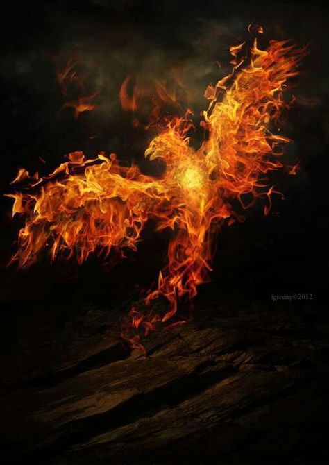 Fire dragon Phoenix Ashes, Phoenix Quotes, Quote Writing, Phoenix Images, Phoenix Art, Rise From The Ashes, Phoenix Rising, Phoenix Bird, Fire Bird