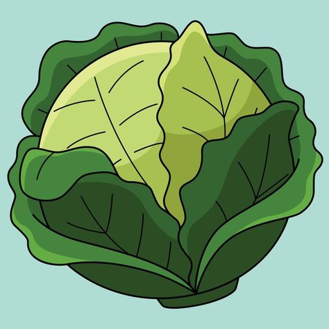 Cabbage Drawing Simple, Cabbage Drawing, Cabbage Cartoon, Cabbage Illustration, Marriage Biodata Format, Cabbage Vegetable, Bio Data For Marriage, Biodata Format, Commercial Illustration