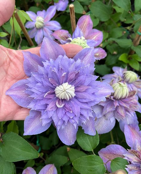 Looking for an exceptional clematis repeat bloomer? Diamantina has several blooms on each stem and really puts on a show. To date, this double dark purple clematis, outperforms others in the double clematis family. Clematis Diamantina stands 6-7 feet tall and grows in full sun locations. How many clematis do you have growing in your garden? Clematis Purple, Condo Garden, Clematis Varieties, Blooms All Summer, Front Flower Beds, Purple Clematis, Clematis Plants, Asclepias Tuberosa, Clematis Flower