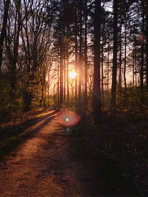 Sunset in the forest Brown Forest, Iphone Widgets, Brown Nature, Dark Summer, Nothing Gold Can Stay, Forest Sunset, Forest Background, Inner Core, Visual Aesthetics