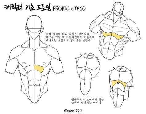 Point Character Drawing, Book Anatomy, Taco Drawing, How To Draw Abs, Form Reference, Anatomy Studies, Anatomy Tutorial, Human Anatomy Drawing, Body Drawing Tutorial