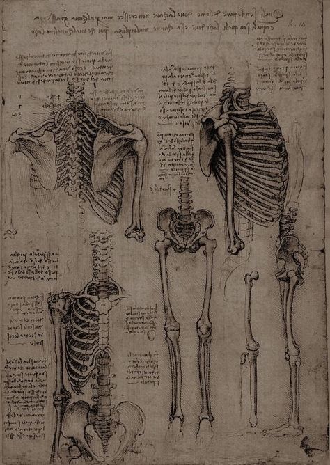 The Human Body, Skeletal, Bones, Human Body, Human, Drawings, Twitter, Art