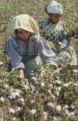 Girls working on the cotonfield Egypt Women, Cotton Picking, Cotton Plantations, Egypt Girls, Cotton Bolls, Women At Work, Life In Egypt, Rain Pictures, At Work