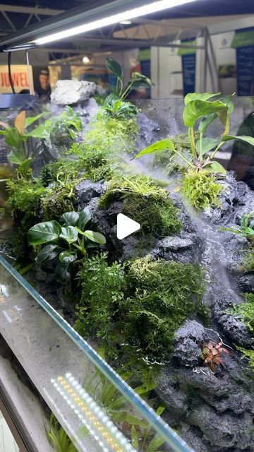 aquabasedesign on November 1, 2024: "Paludarium setup with an integrated waterfall at the Aqua Expo 2024 🌫️🍃

#paludarium #aquarium #vivarium #aquariumhobby #freshwateraquarium #plantedtank #aquariumplants #aquaterrarium #emersedplants". Paludarium Aquarium, Paludarium Waterfall, Big Terrarium, Paludarium Vivarium, Large Terrarium, Nano Aquarium, Moss Terrarium, Vivarium, Freshwater Aquarium