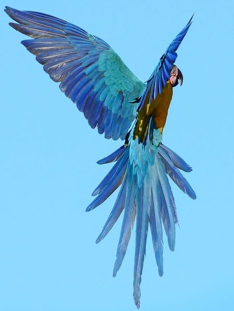 Blue & gold macaw Blue And Yellow Macaw, Macaw Art, Blue Gold Macaw, Blue Macaw, Blue And, Macaw Parrot, Cutest Animals, Tropical Birds, Exotic Birds