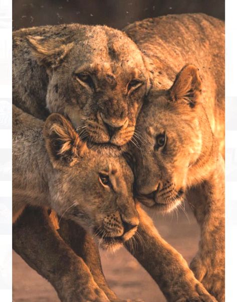 Lionesses bonding with head rubs. Lion Photography, Wild Kingdom, Exotic Cats, Beautiful Scenes, Most Beautiful Animals, Large Cats, Beautiful Animals, Animals Of The World, Animal Planet