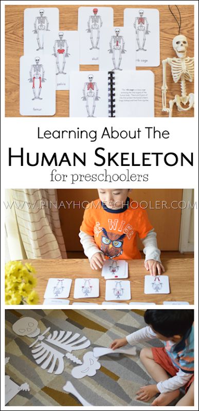 Apologia Anatomy, Montessori Resources, The Human Skeleton, Body Preschool, Human Body Activities, Montessori Science, Montessori Geography, Homeschooling Preschool, Toddler Montessori