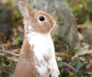 139 images about Cuteness Overload 💗💋💗💋 on We Heart It | See more about animal, cat and baby Cute Rabbits Aesthetic, Rabbits Cute Aesthetic, Rabbit Asethic, Pet Bunnies Aesthetic, Rabbit Breeds, Rabbit Pictures, Beautiful Rabbit, Cute Baby Bunnies, Söt Katt