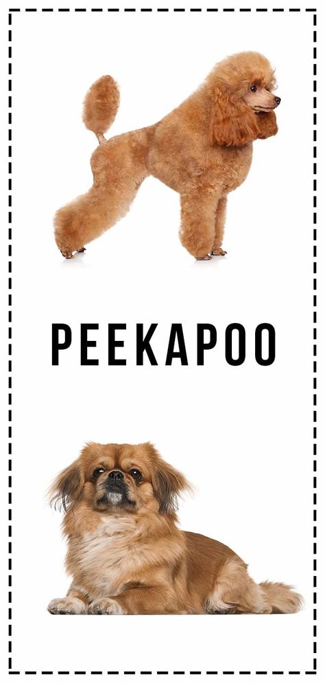 Peekapoo - A Complete Guide To The Pekingese Poodle Mix Peek A Poo, Dog Haircut, Poodle Mix Puppies, Seven Pounds, Bulldog Breeds, Dog Haircuts, Dog Information, Yorkshire Terriers, Labrador Retrievers