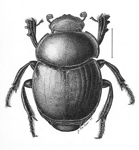 Dot Drawings, Beetle Drawing, Beetle Tattoo, Dotted Drawings, Tattoo Reference, Fruits Drawing, Scientific Illustration, Tattoos Ideas, Beetles